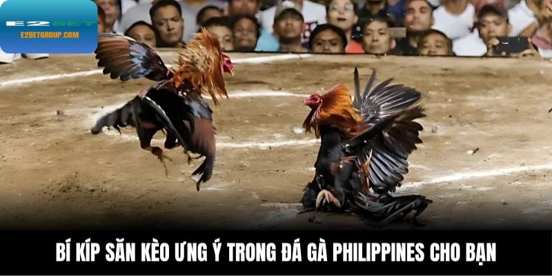 Bí kíp săn kèo ưng ý trong đá gà Philippines cho bạn