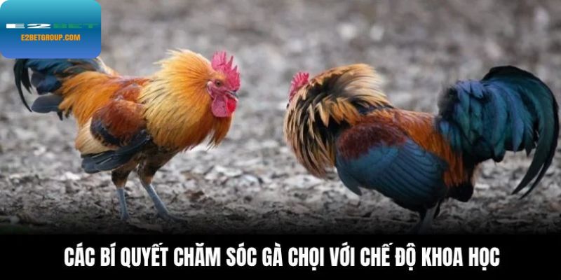 Các bí quyết chăm sóc gà chọi với chế độ khoa học
