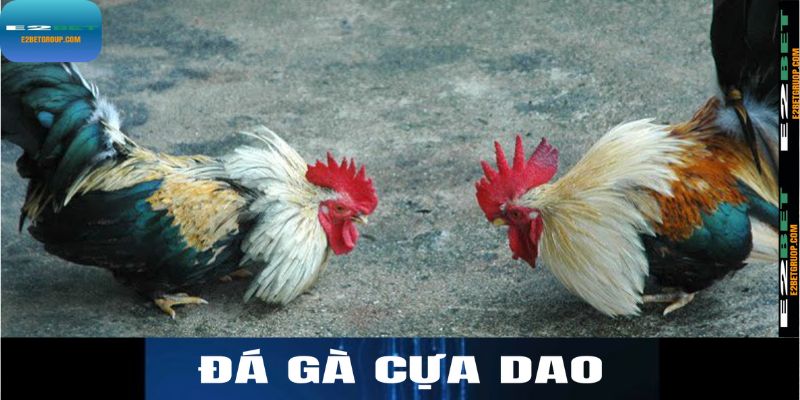 Đá gà cựa dao