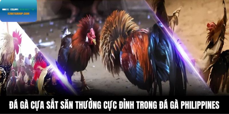 Đá gà cựa sắt săn thưởng cực đỉnh trong đá gà Philippines