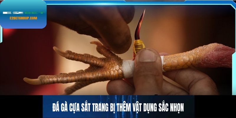 Đá gà cựa sắt trang bị thêm vật dụng sắc nhọn