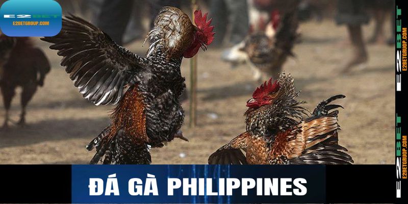 Đá gà Philipines tại E2BET