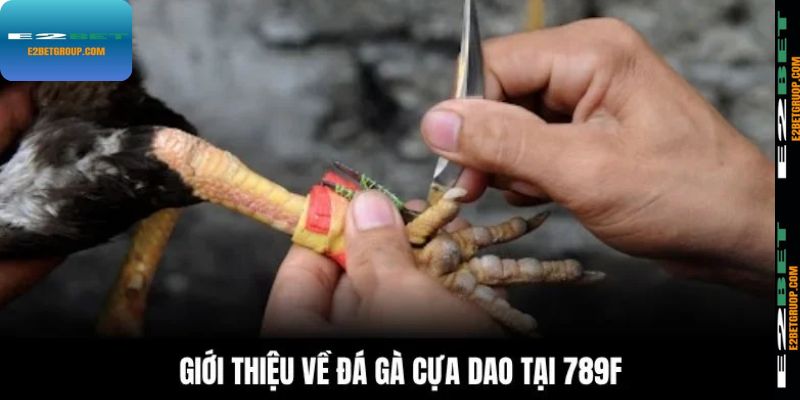 Đôi nét cần nắm về đá gà cựa dao tại E2BET