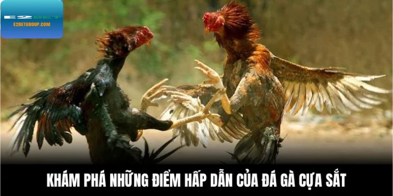 Khám phá những điểm hấp dẫn của đá gà cựa sắt