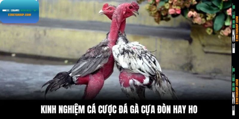 Kinh nghiệm cá cược đá gà cựa đòn hay ho