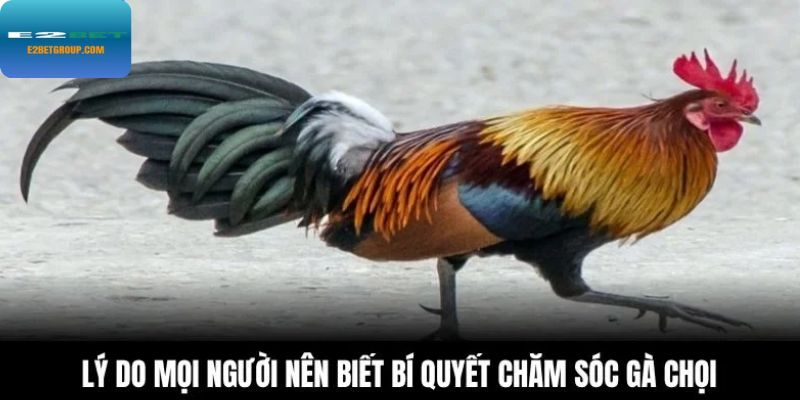 Lý do mọi người nên biết bí quyết chăm sóc gà chọi