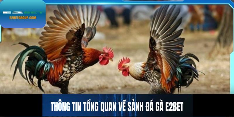 Thông tin tổng quan về sảnh đá gà E2BET