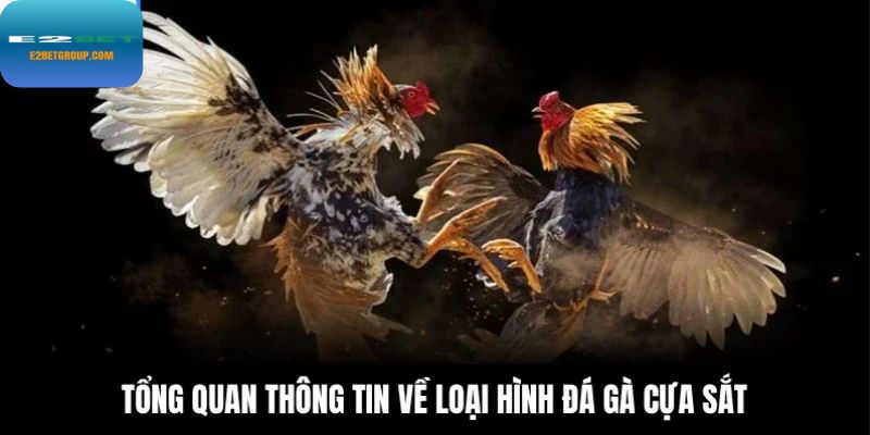 Điểm qua vài thông tin về loại hình đá gà cựa sắt