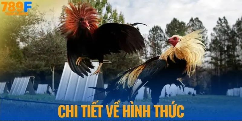 Đá gà Campuchia mở ra cơ hội đổi đời thực thụ