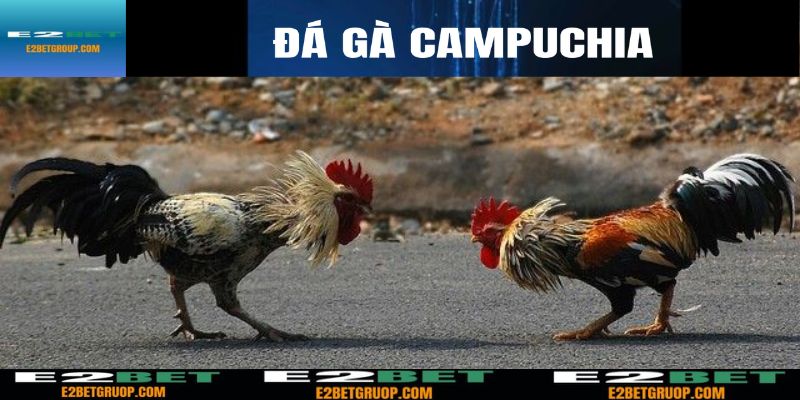 Đá gà Campuchia