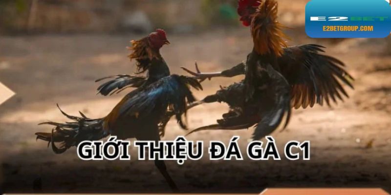 Đá gà C1 hấp dẫn tại các trường kê nổi tiếng