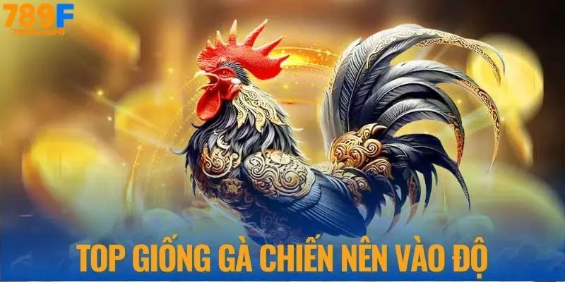 Lời khuyên nên đặt cược vào giống gà ưu tú nhất