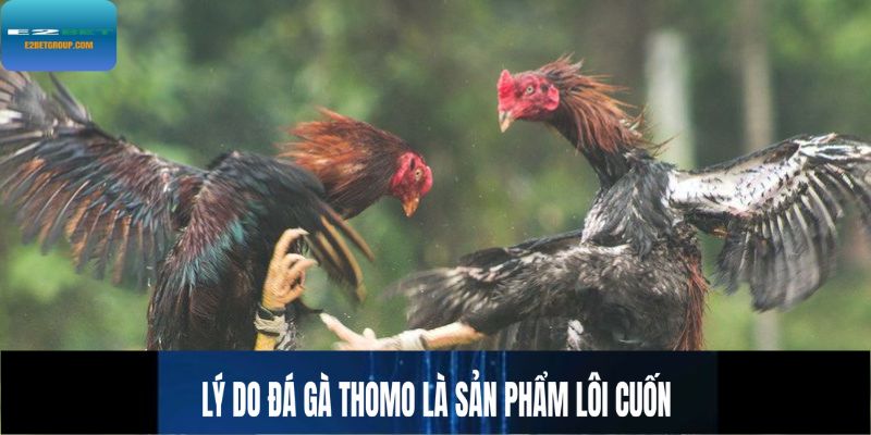Lý do đá gà Thomo là sản phẩm lôi cuốn