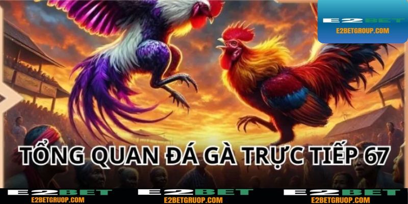 Đá gà trực tiếp 67 vô cùng hấp dẫn tại nhà cái